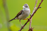 Image. Common Whitethroat