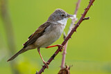 Image. Common Whitethroat