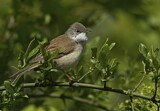 Image. Common Whitethroat