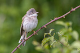 Image. Common Whitethroat