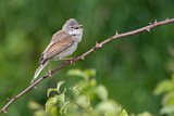 Image. Common Whitethroat