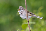 Image. Common Whitethroat