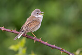 Image. Common Whitethroat