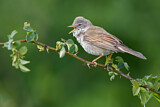 Image. Common Whitethroat