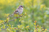 Image. Common Whitethroat