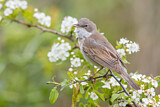 Image. Common Whitethroat