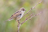 Image. Common Whitethroat