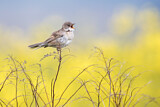 Image. Common Whitethroat