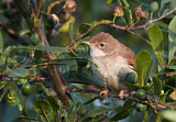 Image. Common Whitethroat
