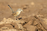 Image. Common Whitethroat