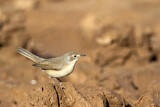 Image. Common Whitethroat