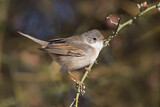 Image. Common Whitethroat