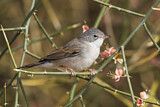Image. Common Whitethroat