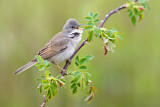 Image. Common Whitethroat