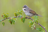 Image. Common Whitethroat