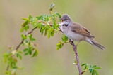 Image. Common Whitethroat