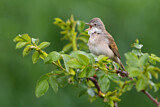 Image. Common Whitethroat