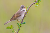 Image. Common Whitethroat