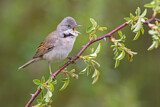Image. Common Whitethroat