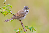 Image. Common Whitethroat