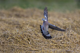 Image. Common Wood Pigeon