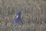 Image. Common Wood Pigeon