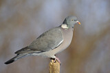 Image. Common Wood Pigeon