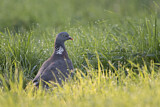 Image. Common Wood Pigeon