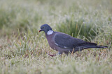 Image. Common Wood Pigeon