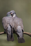 Image. Common Wood Pigeon