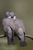 Image. Common Wood Pigeon