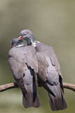 Image. Common Wood Pigeon