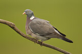 Image. Common Wood Pigeon