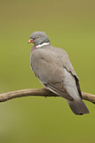 Image. Common Wood Pigeon