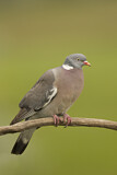 Image. Common Wood Pigeon