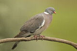 Image. Common Wood Pigeon