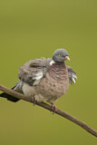 Image. Common Wood Pigeon