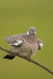 Image. Common Wood Pigeon