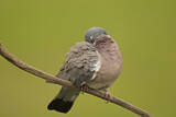 Image. Common Wood Pigeon