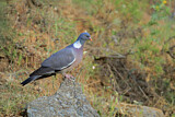 Image. Common Wood Pigeon