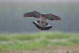 Image. Common Wood Pigeon