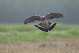 Image. Common Wood Pigeon