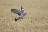 Image. Common Wood Pigeon