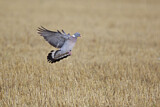 Image. Common Wood Pigeon