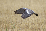 Image. Common Wood Pigeon