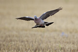 Image. Common Wood Pigeon