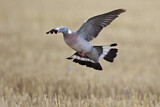 Image. Common Wood Pigeon