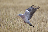 Image. Common Wood Pigeon