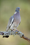 Image. Common Wood Pigeon