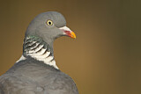Image. Common Wood Pigeon